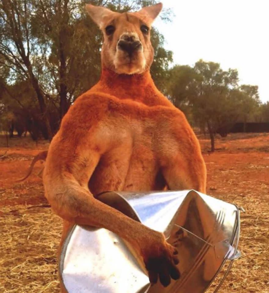 Roger, a Northern Territory kangaroo renowned for his muscular physique, died age 12 back in December. He’s pictured here in 2016. Source: The Kangaroo Sanctuary