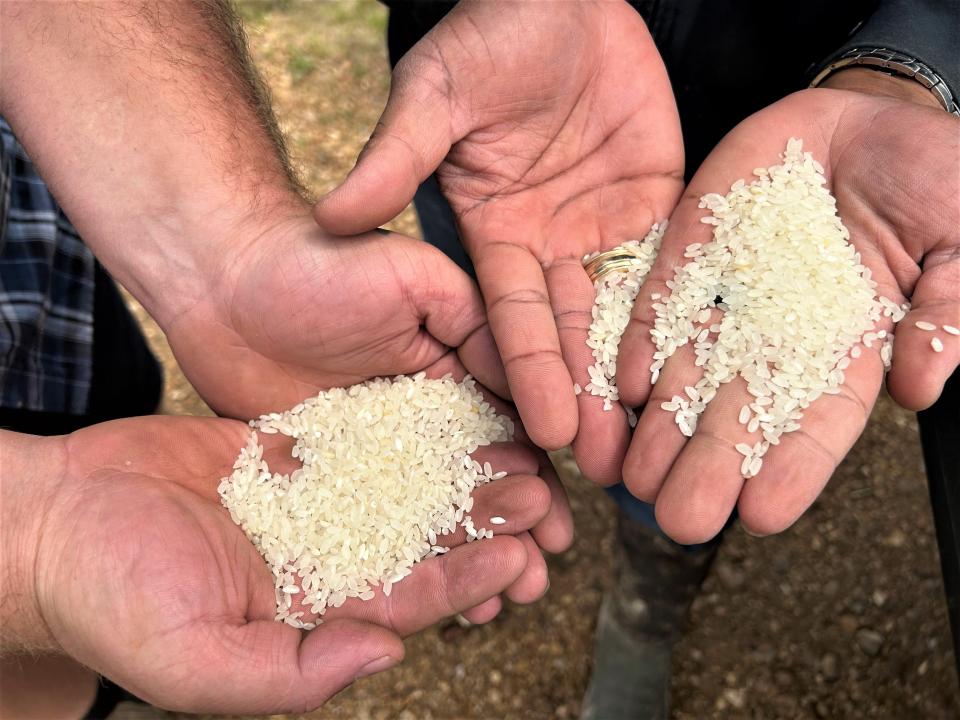 PJ Haynie shows off some of his medium grain rice, along with a farm worker.