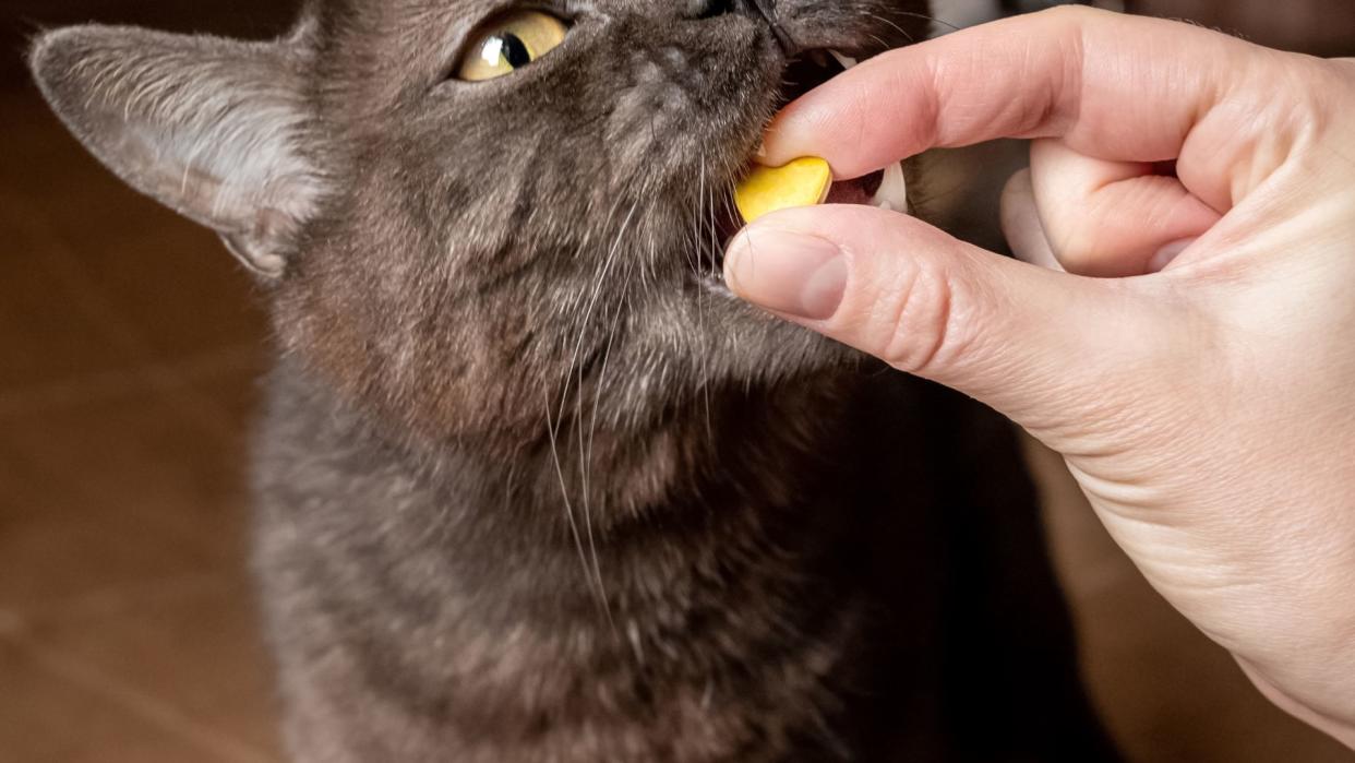 Cat being fed a calming treat