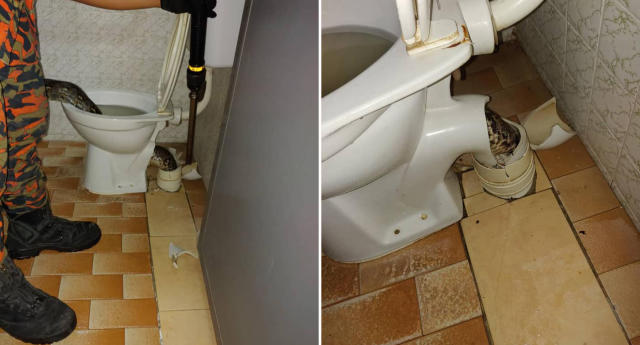 5 Terrifying Stories of Snakes Showing Up in People's Toilets