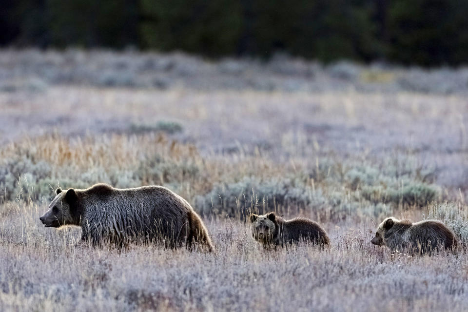 A mother grizzly bear leads her cubs. (Wade Payne / AP)