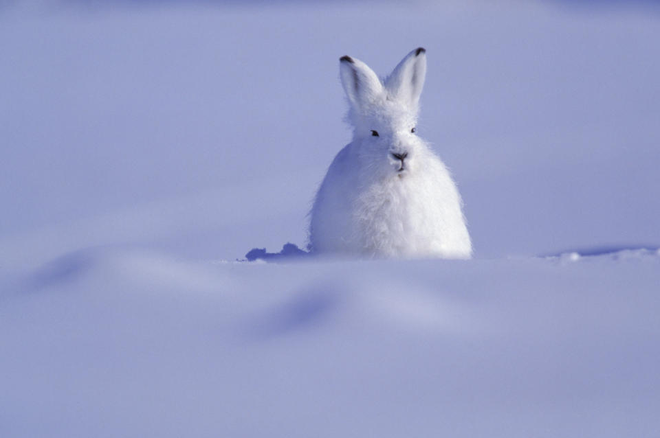 An Arctic hare is seen standing amidst snowy land, Canada.