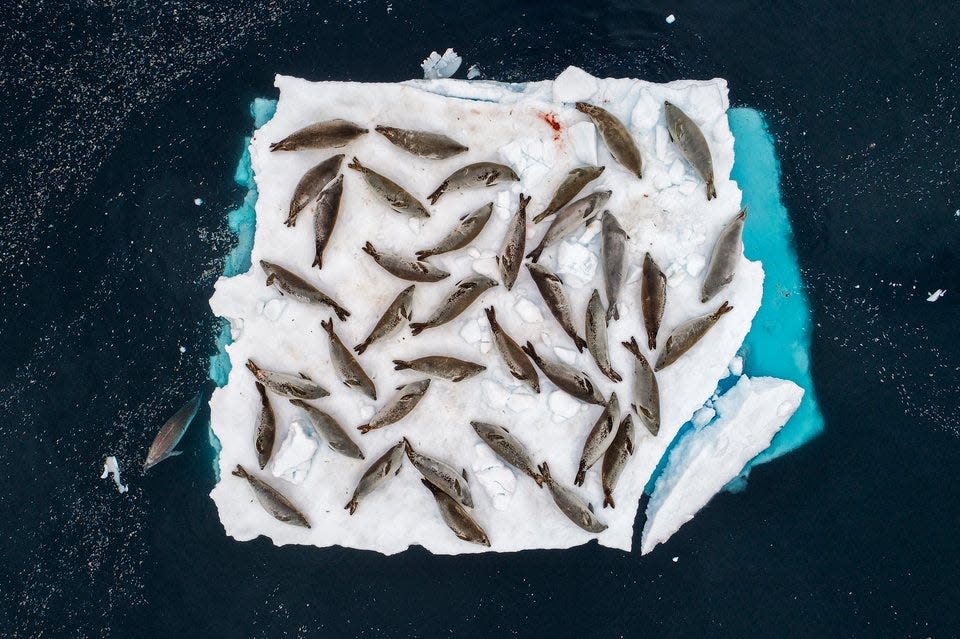 "Bed of Seals" by Cristobal Serrano. Seals bask on an iceberg.