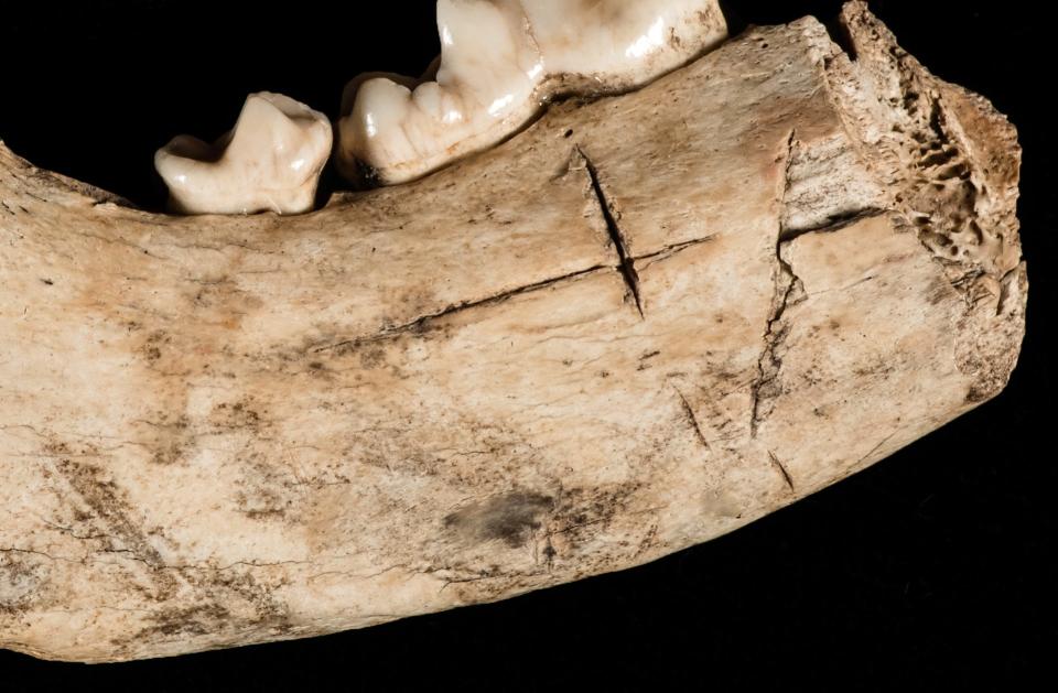 Remains found at Jamestown. The remains contained DNA that indicated the bone was from an Indigenous dog.