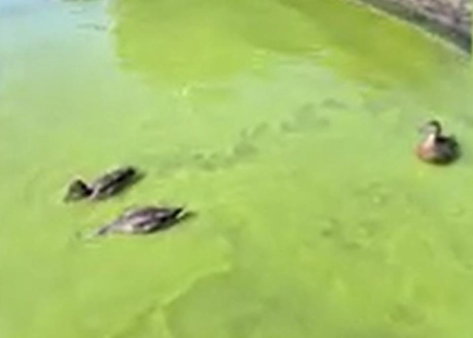 Ducks in the algae-infested waters of Lake Windermere (Matt Staniek)
