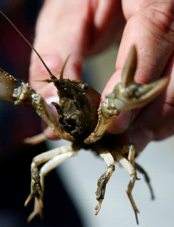 Alexander Herrmann of the Karlsruhe University of Education holds a calico crayfish (Orconectes immunis) in Rheinstetten, Germany, August 9, 2018. REUTERS/Ralph Orlowski