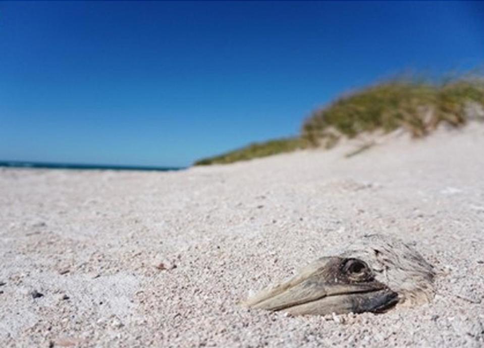 PHOTO: Remains of a deceased booby mostly buried under sediment, photographed several months after Cyclone Ilsa. (Andrew Fidler and Tanya Mead.)