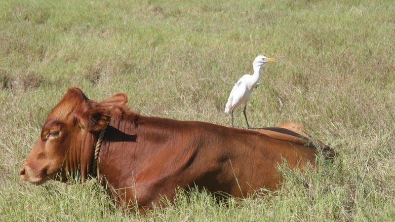 A cow with a cattle egret bird sitting on top of it. - Image: Gillian Holliday (Shutterstock)