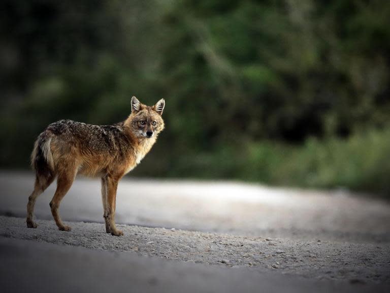 Golden jackals moving into western Europe