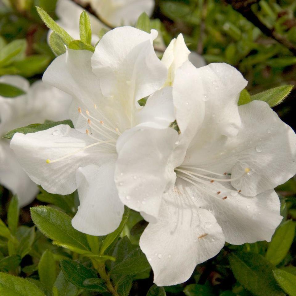 7) Dwarf Azalea