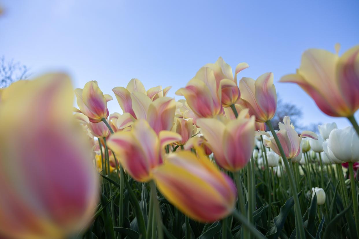 Nelis' Dutch Village has about 30,000 tulips in bloom in Holland Township.