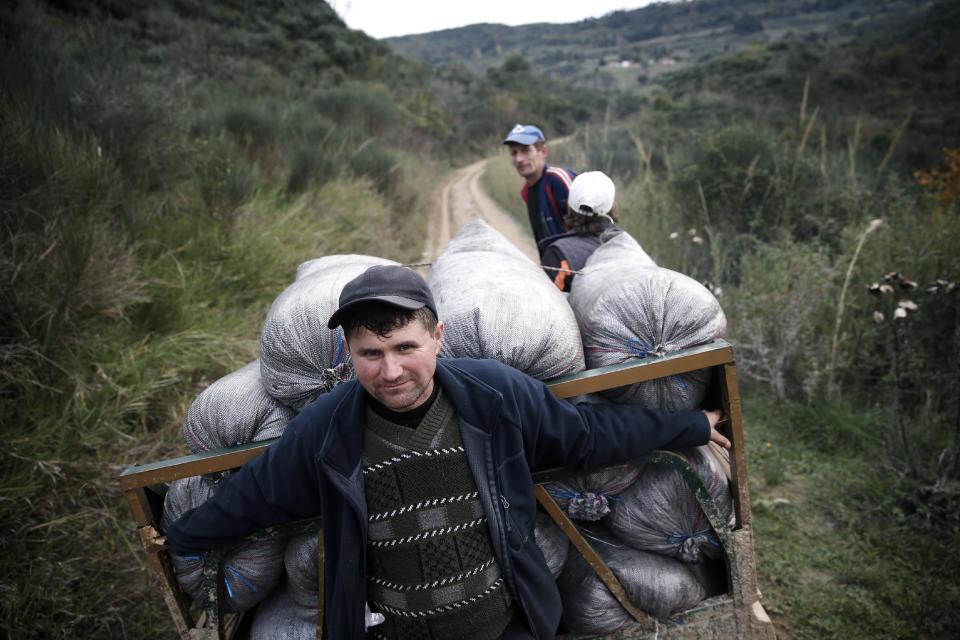 Romanian workers transport sacks of olives in Anthonas village, about 340 kilometers (211 miles) west of Athens, Greece on Friday, Nov. 29, 2013. Greece is the world's third largest producer of olive oil and its leading consumer per capita, with a millennia-old tradition that still serves as a strong link between city dwellers and their rural ancestry. (AP Photo/Petros Giannakouris)