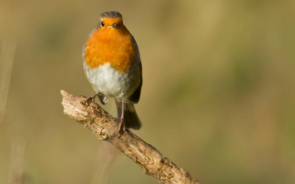 An extra 130,000 robins were spotted during the RSPBs Big Garden Birdwatch  - Grahame Madge/RSPB