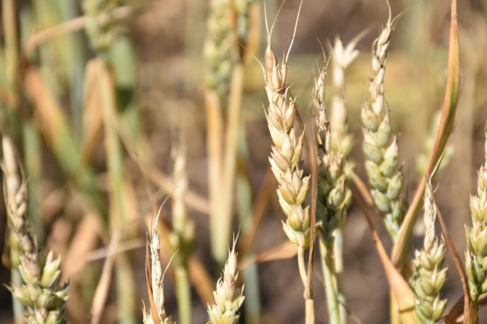 The hot weather and lack of rain have hit farmers in northern Alberta the hardest - four counties have already declared agricultural disasters and others are considering the move. 