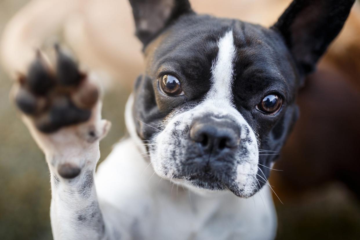 French Bulldog puppy with paw up