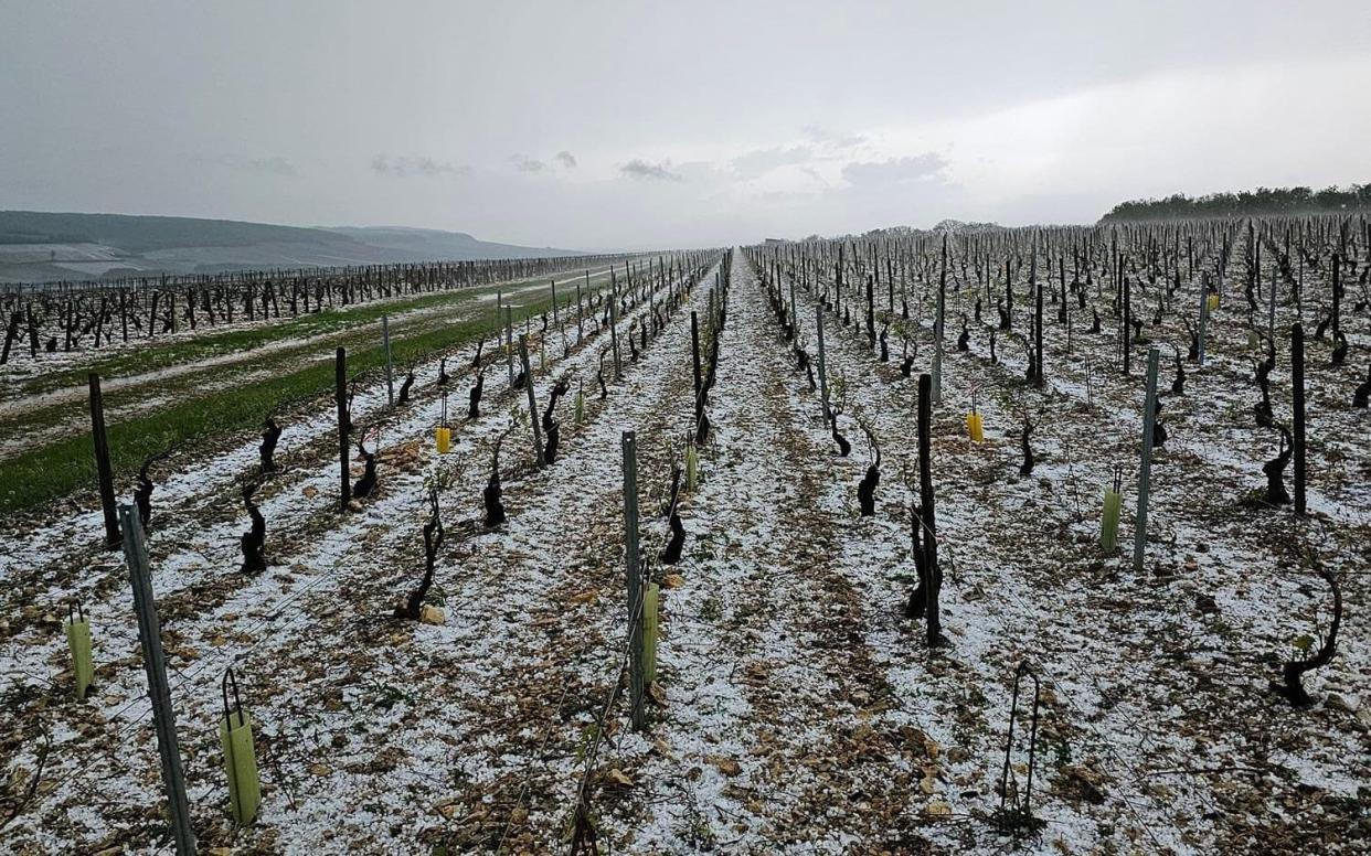 The full extent of the damage caused to the Chablis vineyards remains unclear but winemakers reported widespread destruction