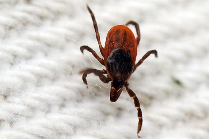 A female deer tick picked up during a sweep in Marstons Mills.