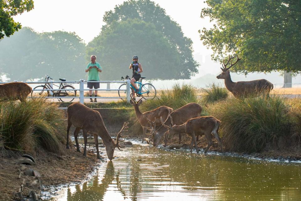 Watering hole: deer in Richmond Park today cool off as temperatures are set for 34C: Lucy Young