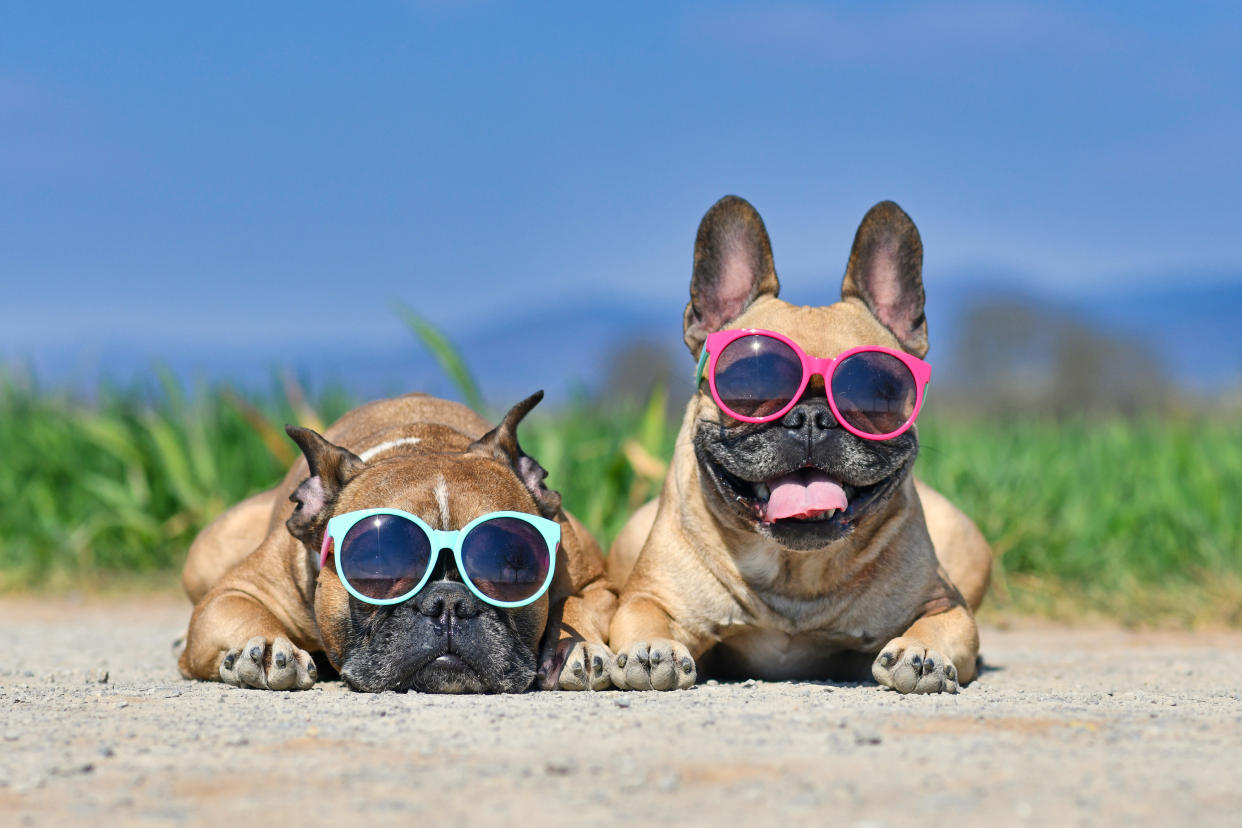 Pet owners don't realise their dogs need sunscreen too. (Getty Images)