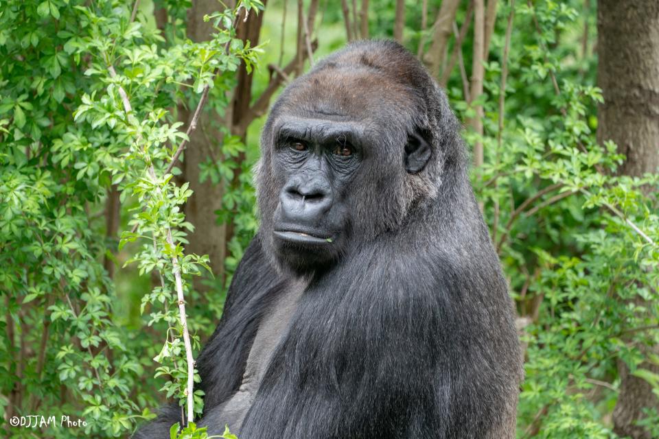 Bandia is a newly introduced gorilla to the Detroit Zoological Society in Royal Oak. Her name means “homemade doll or image” in Swahili.