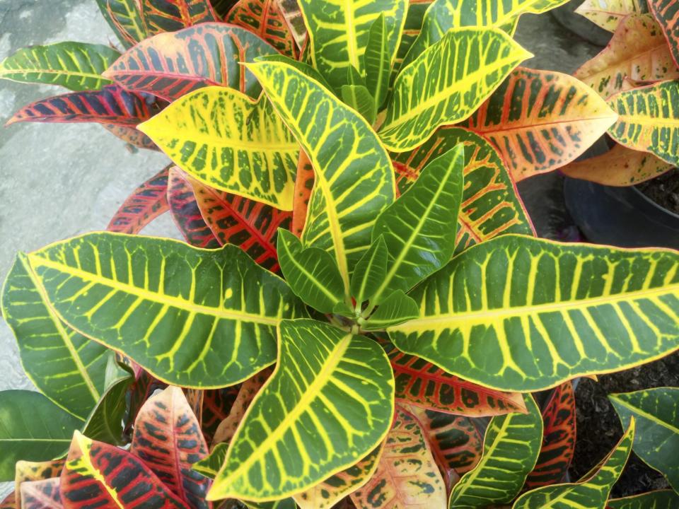 Croton plant