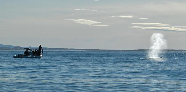 La respiración de las ballenas sei empezó a atraer la mirada de los habitantes de Rada Tilly