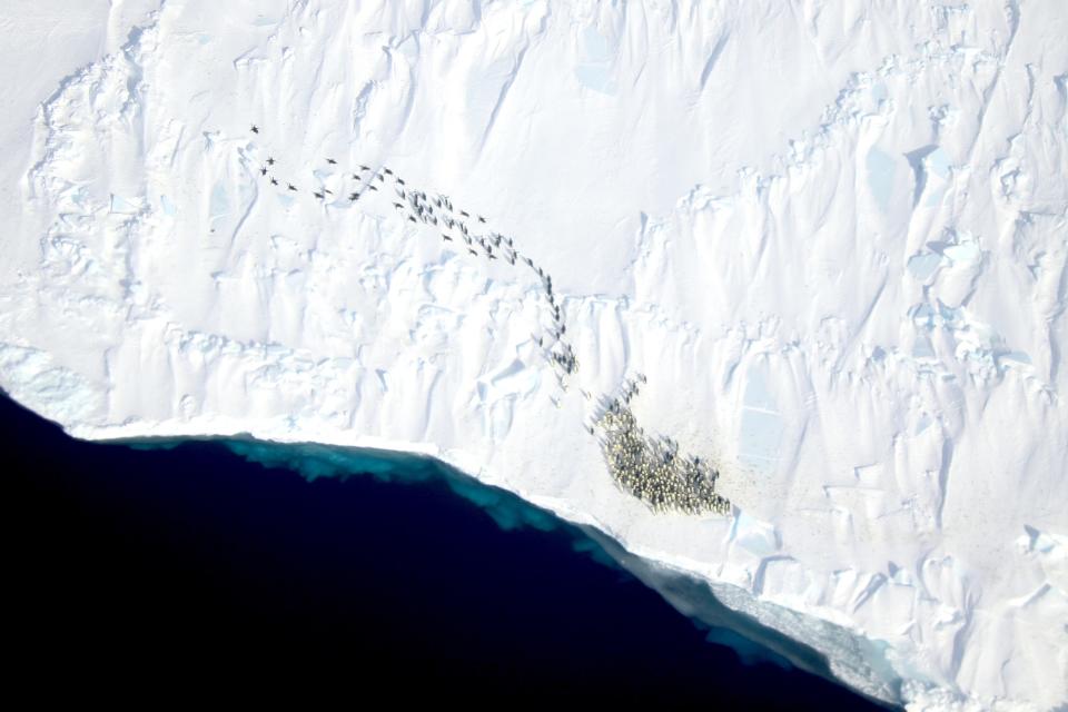 Emperor Penguin colony next to water