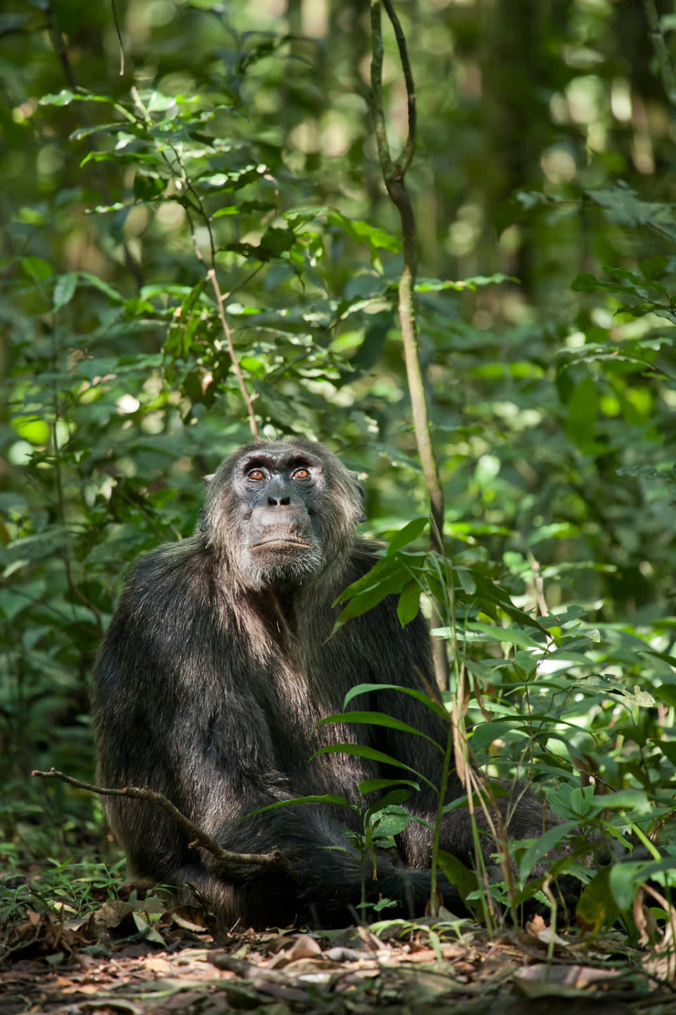 DisneyNature's "Chimpanzee" - 2012