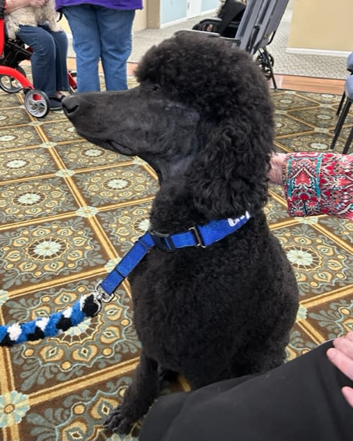 Tonka, a standard poodle with Bayou Buddies Pet Therapy receives pets from the residents at Williamsburg Senior Living.
