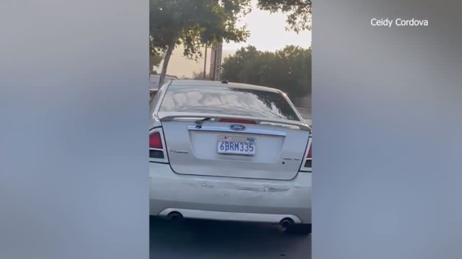 Residents in Temple City are disturbed after video appear to capture a man installing nets to catch wild parrots flying around in the community after some birds were found dead. (Ceidy Cordova)