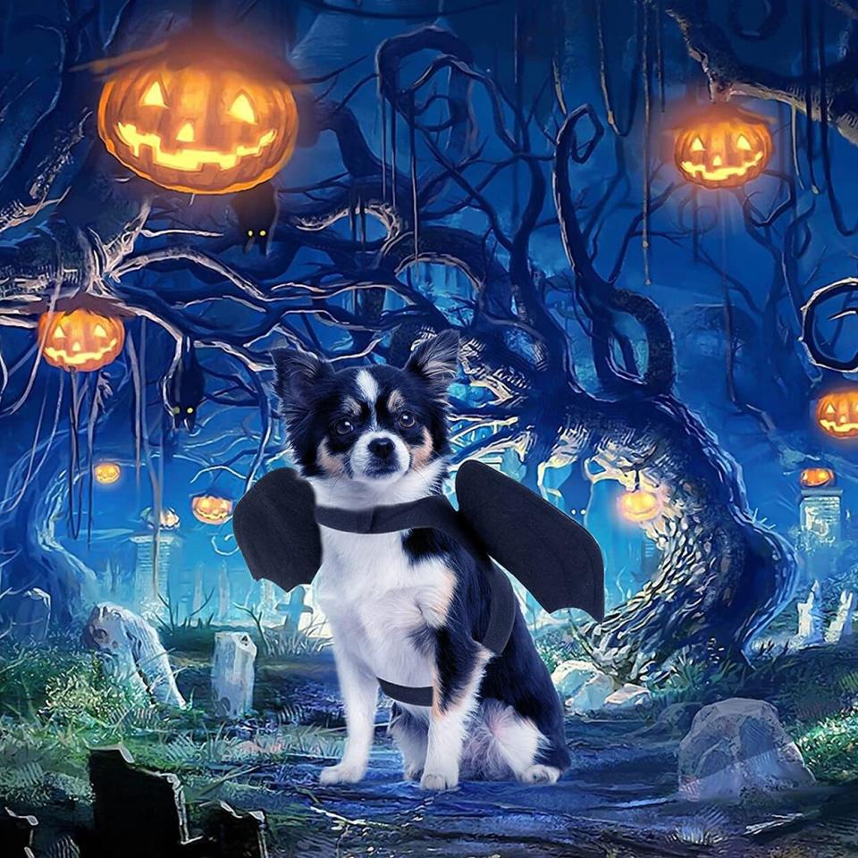 Dog wearing a Rypet Pet Halloween Bat Wings Costume on a graphic halloween themed background