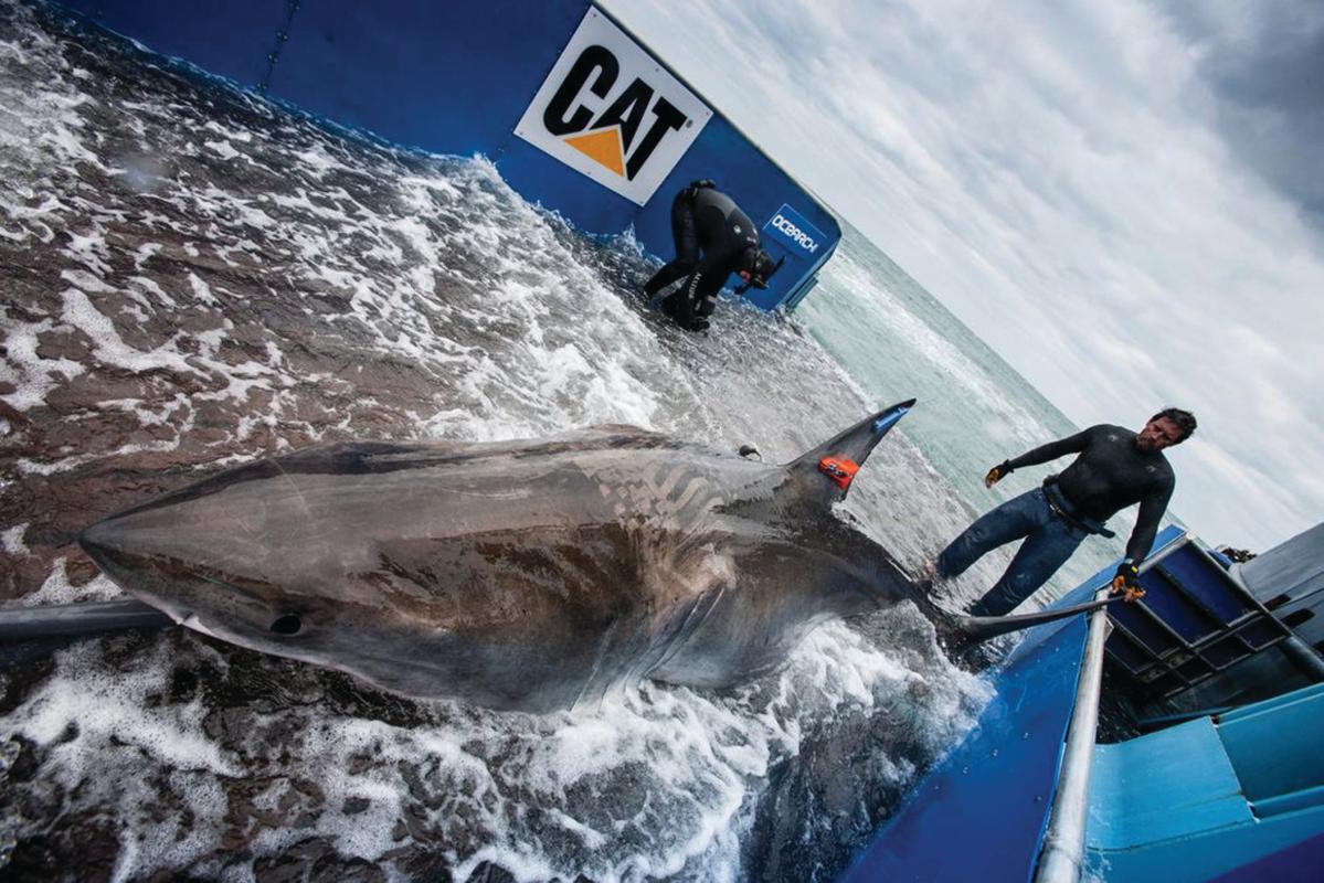 Трекер акул. Белая акула бассейн. OCEARCH.