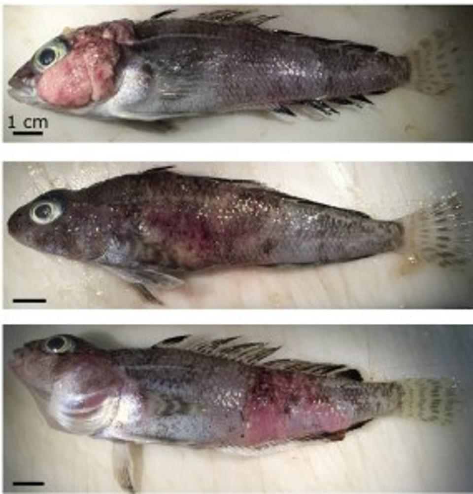 Researchers had not seen disease in Antarctic fish on this scale before (University of Oregon)
