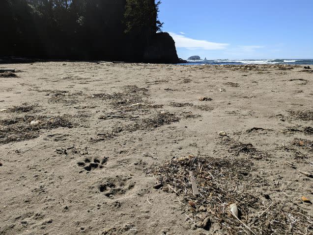 <p>Panthera</p> Puma tracks on the beach recorded as part of Panthera's Olympic Cougar Project