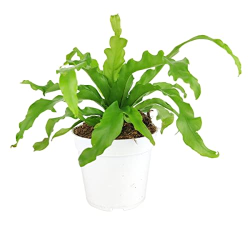 Bird's Nest Fern (4