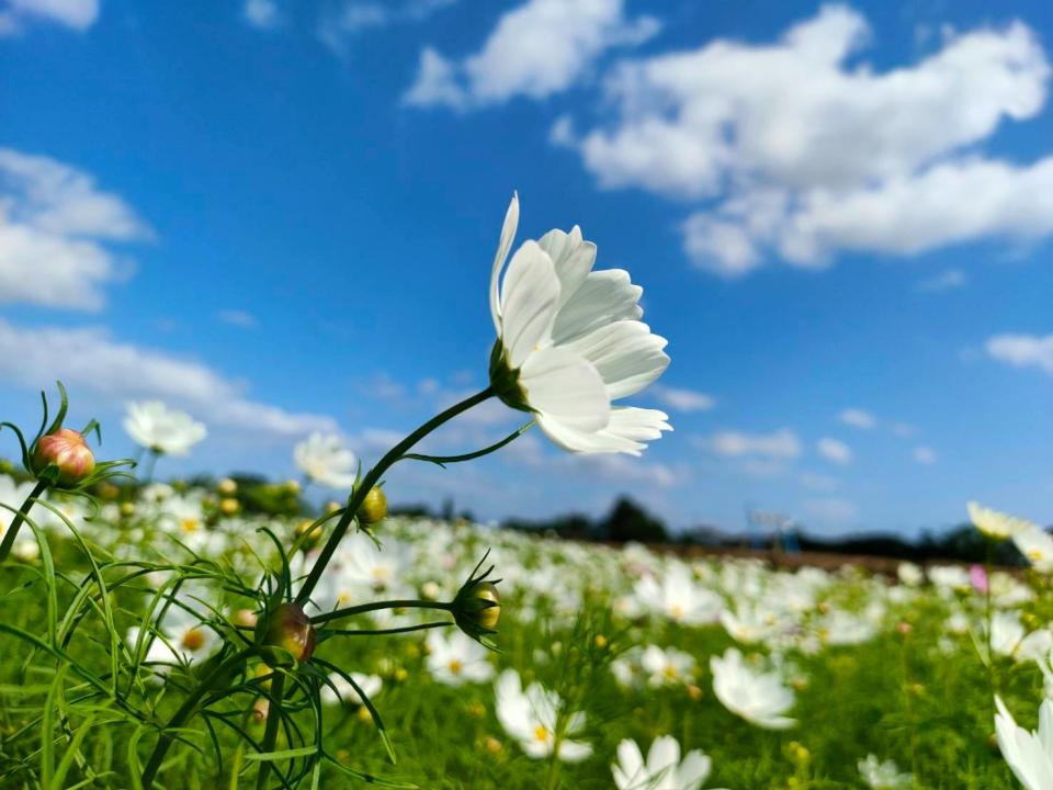 向日葵、大波斯菊、黃波斯菊、萬壽菊及百日草接力綻放，美不勝收。   圖：取自臉書桃園花彩節