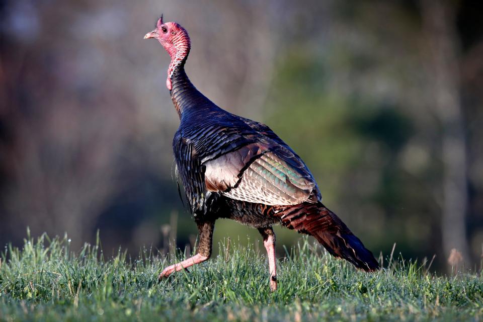 Turkeys neared extinction in the U.S. in the 1900s due to hunting.