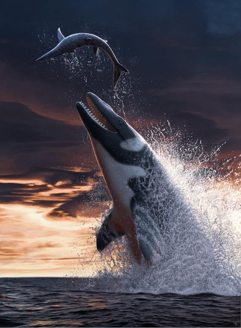 The mosasaur Thalassotitan attacks a smaller mosasaur species, Halisaurus. Art by Andrey Atuchin.