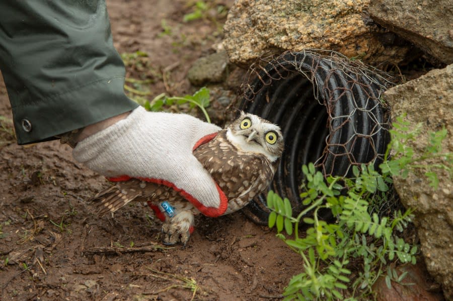 Rescued burrowing owls reintroduced into the wild after being rehabilitated by San Diego Zoo Wildlife Alliance (SDZWA) and San Diego Humane Society’s Project Wildlife (Photo: Tammy Spratt - San Diego Zoo Wildlife Alliance)