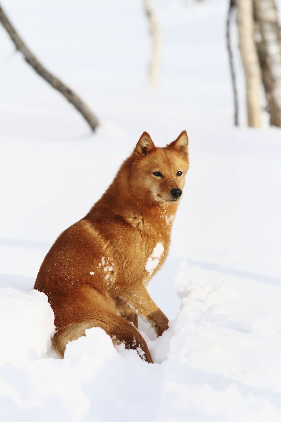 Finnish Spitz