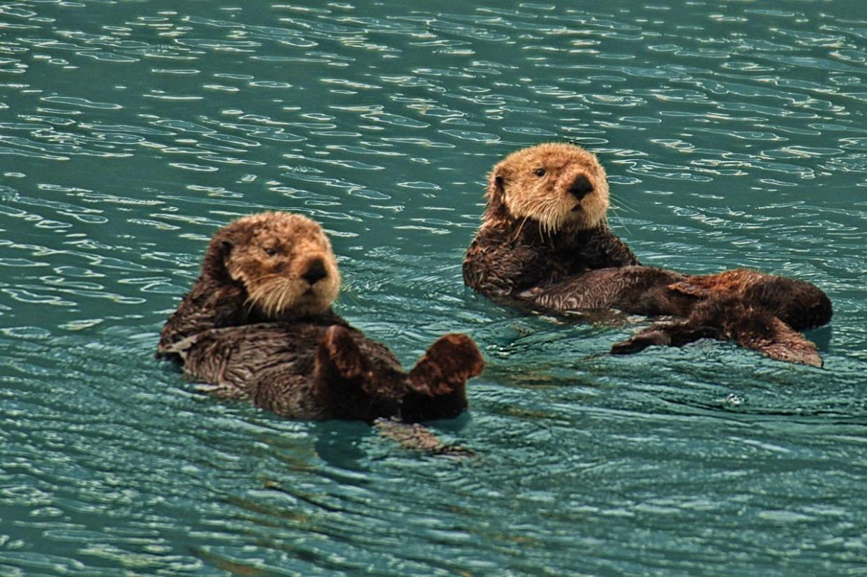 Close up of two sea otters swimming on their backs in bright turquoise water.