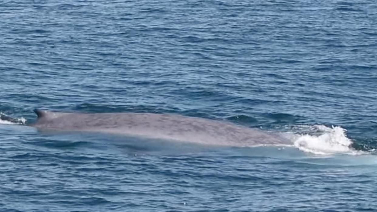PHOTO: A rare blue whale sighting occurred, July 9, 2024, in Cape Ann, Mass.  (Sara Fleming/Cape Ann Whale Watch)