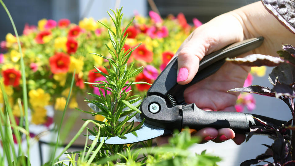 A pair of pruning shears cutting back rosemary
