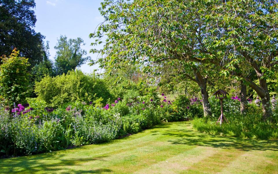 Flower borders or beds around a stripey lawn in an English country garden in summer with wooden bird table set under trees.