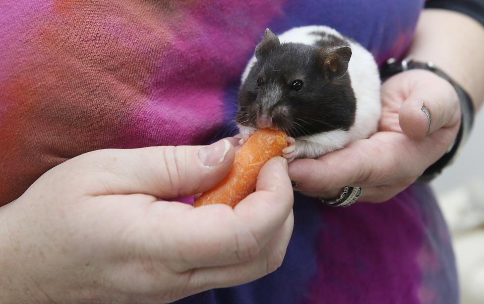 Melody White, a group therapist at the Buckeye Ranch, gives Oreo, a teddy bear hamster, a treat Jan. 26.