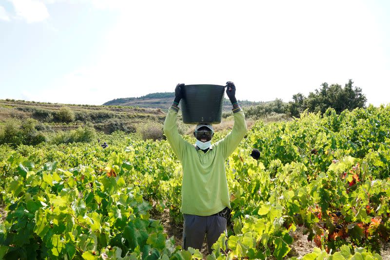 FILE PHOTO: A wine industry worker wearing a face mask collects grapes amid the coronavirus disease (COVID-19) outbreak in Samaniego