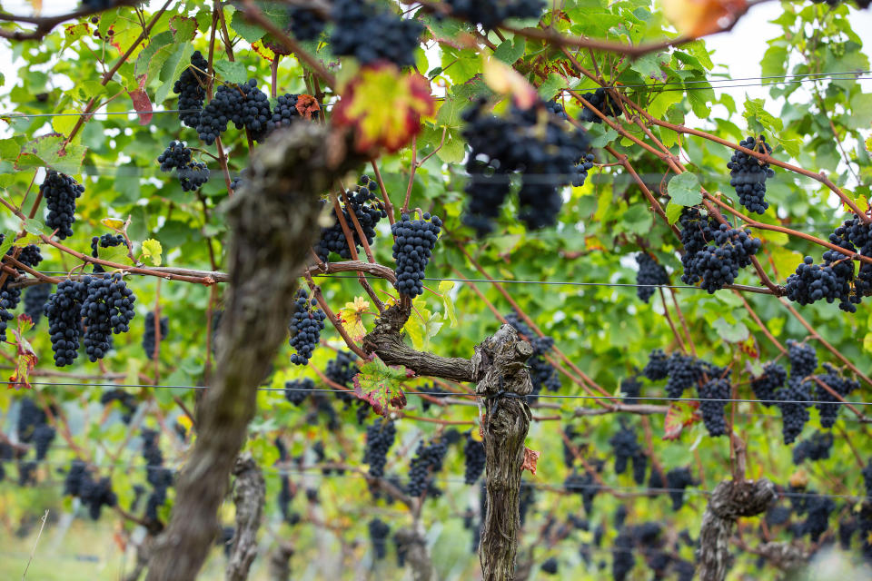 Bunches of pinot noir grapes hang from the vines before&nbsp;the harvest.