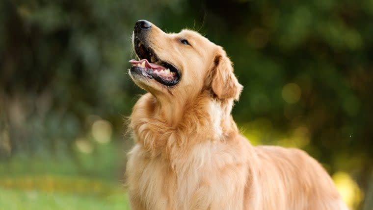 Golden Retriever With Behavior Problems Improves After Befriending French Bulldog