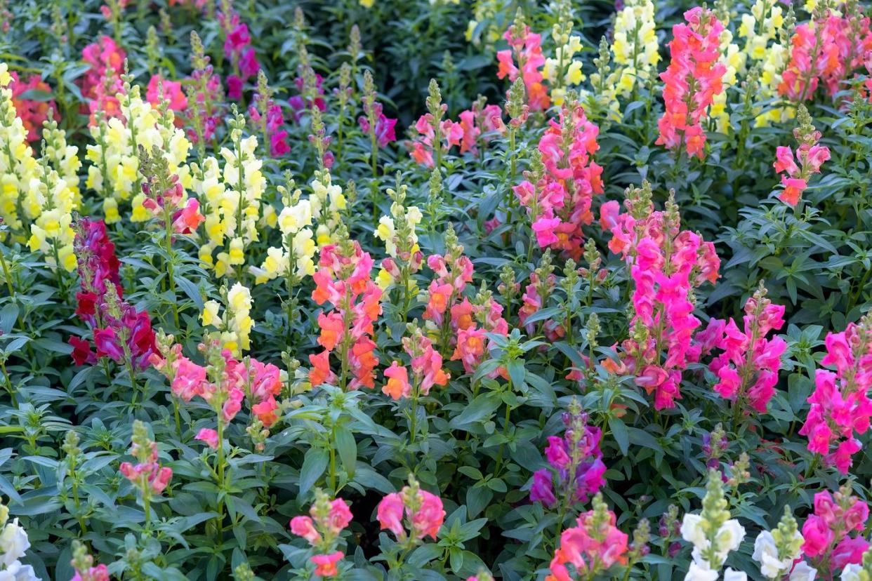 colorful snapdragon flowers in a field