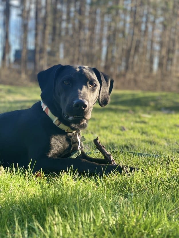 Luca in the grass looking up from his stick